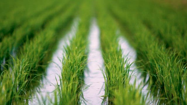 Water Reflecting Between Paddy Rows