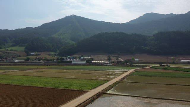 Wide Green Farmland Spread out under Bright Sunlight
