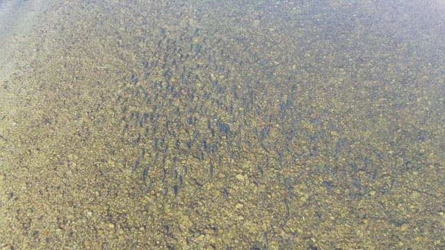 School of fish swimming in clear water
