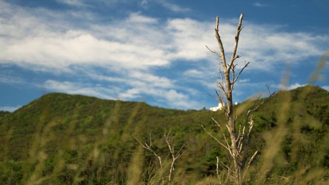 Barren Tree Amidst Green Hills Under Blue Sky
