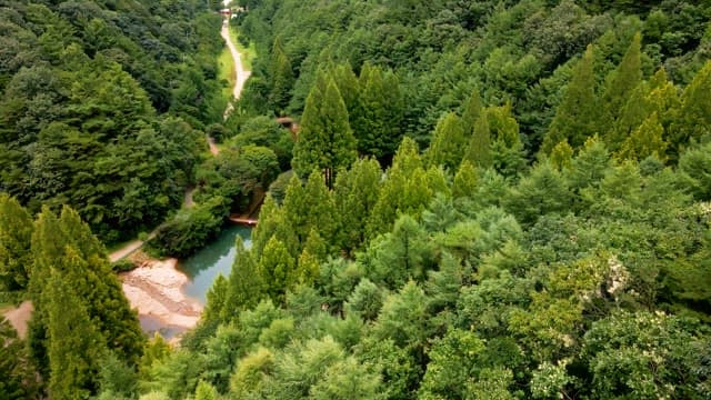Secluded house surrounded by lush forest