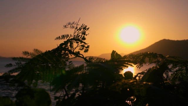 View of the Suncheon Mudflats and Sunset through the Leaves