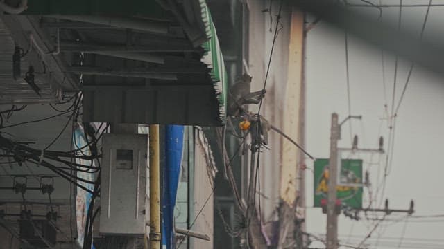 Monkey Moving Between the Wires of a Telephone Pole