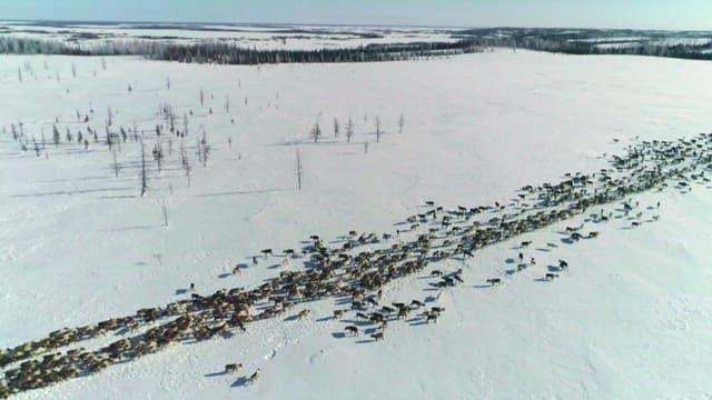Herd of Reindeer Traversing Snowy Landscape