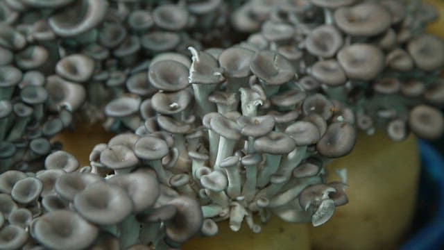 Oyster mushrooms grown in glass bottles indoors