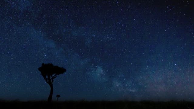 Starry Night Sky Over Savannah Landscape