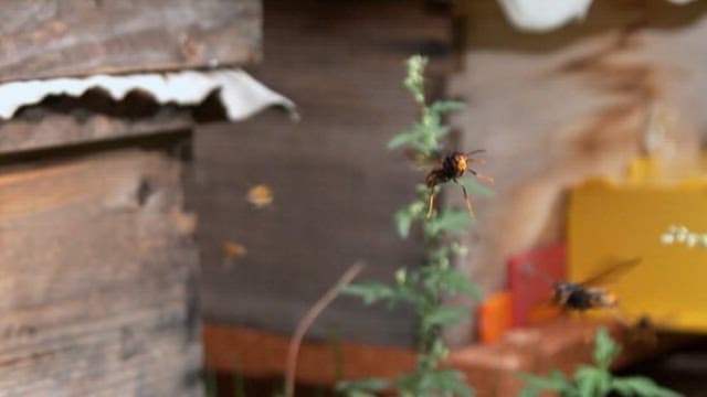 Wasps attacking bees near a wooden hive