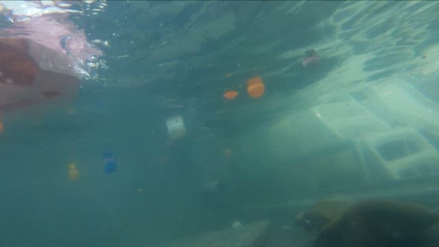 Otter swimming playfully underwater
