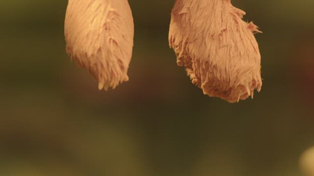Bunny doll hung on a clothesline to dry after being washed