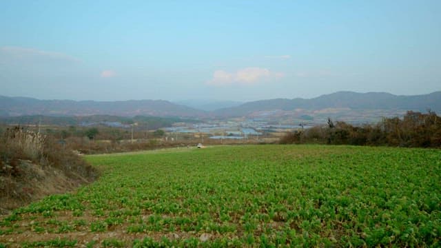 Rural Village Field with Fresh and Green Vegetables Growing
