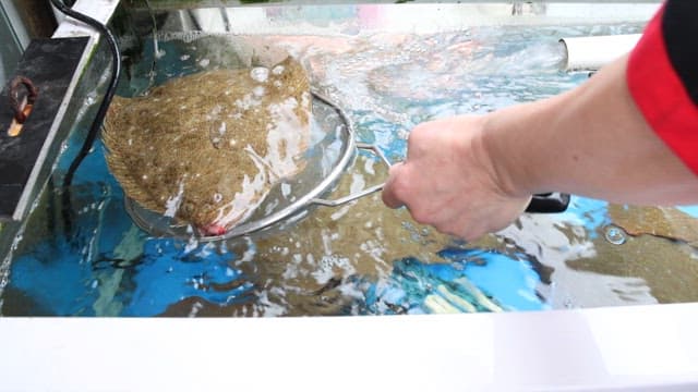 Market Vendor Preparing Fresh Plaice Outdoors