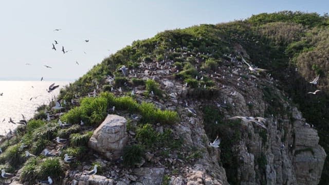 Seabirds flying over a rocky island coast on a sunny day.