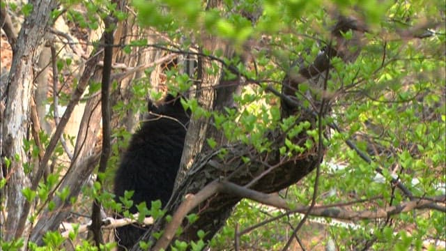 Black bear in a forest