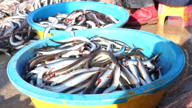 People putting cleaned fish into baskets