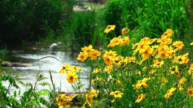 Fragrant yellow golden coreopsis blooming by the stream on a clear day