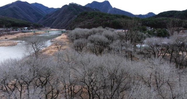 Wintery forest landscape with barren trees by the river