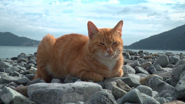 Cat resting on a rocky beach